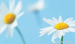 雏菊新皮肤爆料视频在线观看,花漾绽放，浪漫来袭！