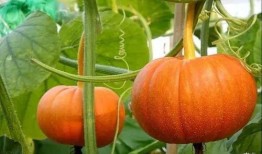 云南顶呱呱南瓜最新爆料,神秘品种引关注，品质与口感再升级