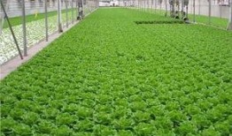爆料养虾大棚视频教程全集,视频教程全集深度解析