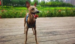 灰小羊视频爆料者是谁,是谁揭开神秘面纱？