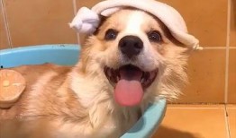 萌宠来了在线观看