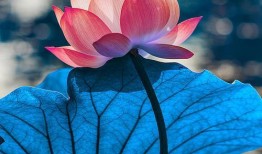 下爱在线观看,下爱在线观看，带你领略影视魅力