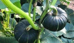 土豆直播间网红吃瓜事件,一场网络狂欢背后的争议与反思