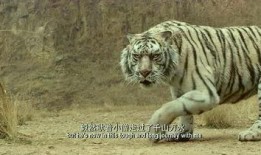 大虎在线观看,揭秘网络世界的热血传奇
