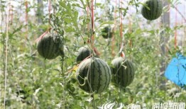 青岛网红小哥吃瓜视频