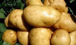 土豆直播间网红吃瓜事件,一场网络狂欢背后的争议与反思