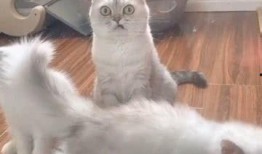 萌宠来了在线观看