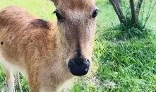 灰小羊视频爆料者是谁,是谁揭开神秘面纱？