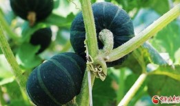 云南顶呱呱南瓜最新爆料,神秘品种引关注，品质与口感再升级