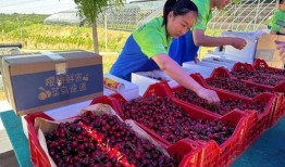 宁波生鲜快递最新爆料,揭秘行业变革背后的秘密