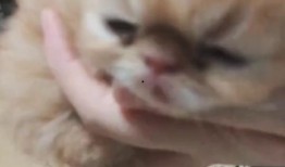 萌宠来了在线观看