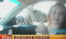 斑马视频爆料,揭秘娱乐圈幕后真相